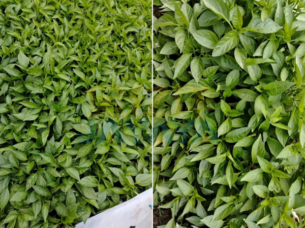 辣椒育苗期管理-辣椒用金亿洋水溶肥效果