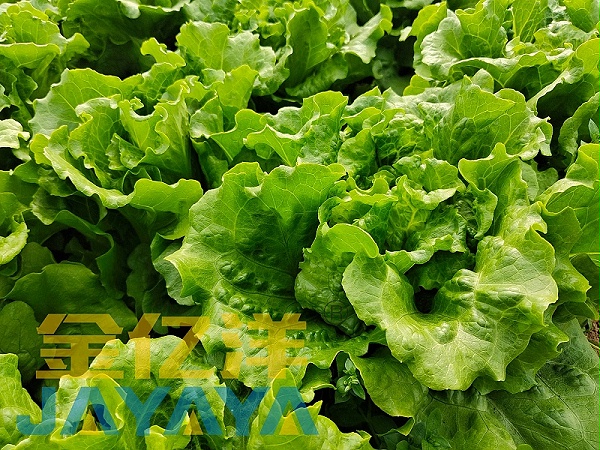 叶菜种植-生菜用金亿洋大黄袋效果