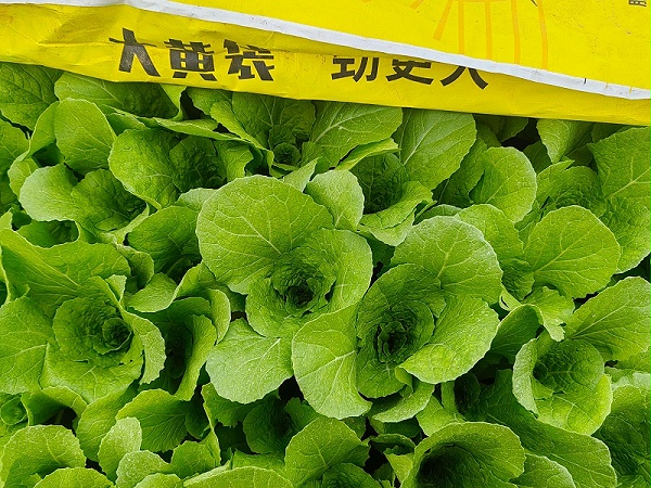 叶菜种植-小白菜用金亿洋大黄袋效果