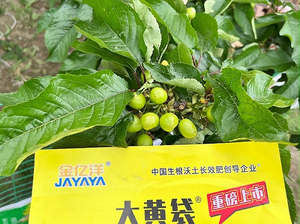 樱桃种植-金亿洋大黄袋效果 (2)