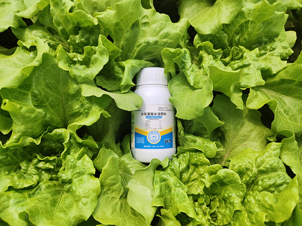 生菜种植-生菜用金亿洋水溶肥效果1