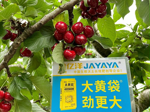 樱桃种植-用金亿洋大黄袋效果
