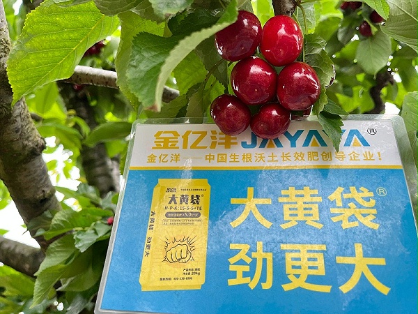 樱桃种植-用金亿洋大黄袋效果 (1)