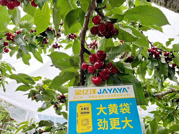 樱桃种植-用金亿洋大黄袋效果 (3)