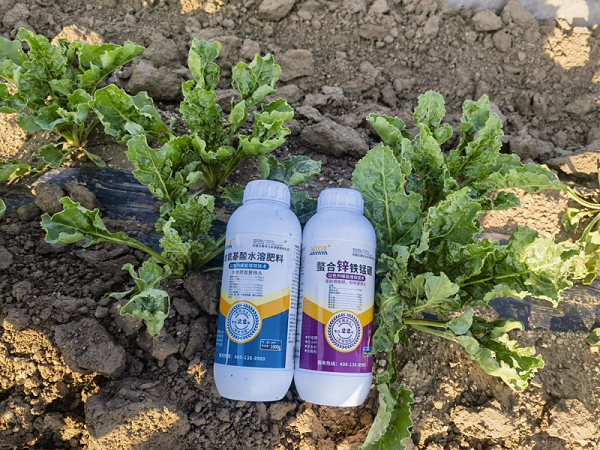 甜菜种植——甜菜用金亿洋水溶肥效果