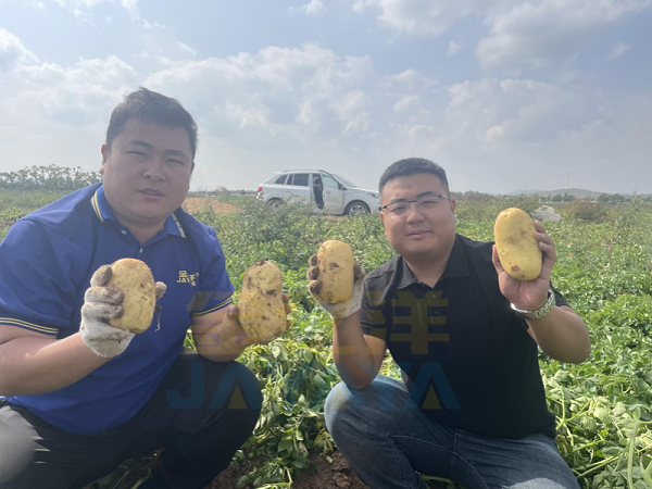 土豆种植—土豆用金亿洋水溶肥效果见证