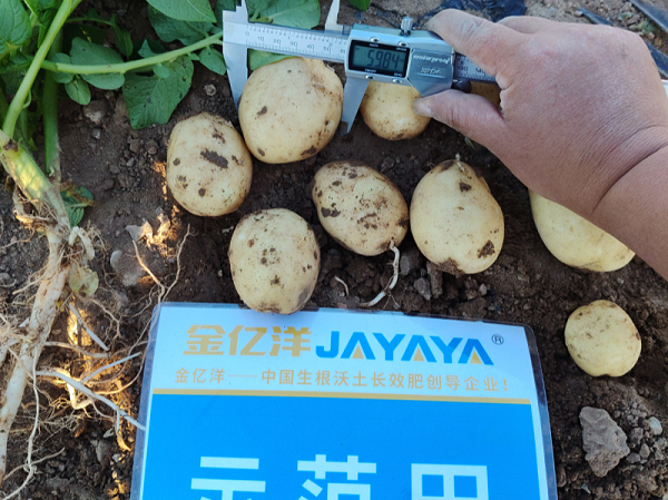 土豆种植—土豆用金亿洋水溶肥效果1
