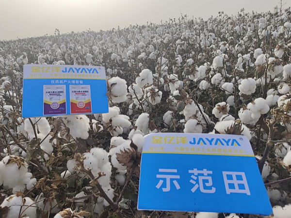 棉花落蕾的原因和解决方法-棉花用金亿洋水溶肥效果1