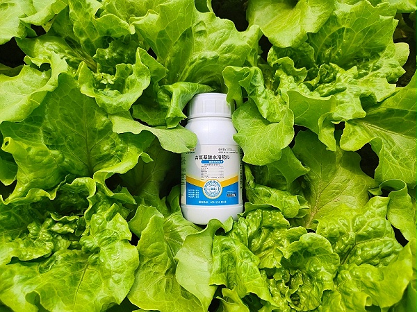 氨基酸叶面肥-生菜用金亿洋效果