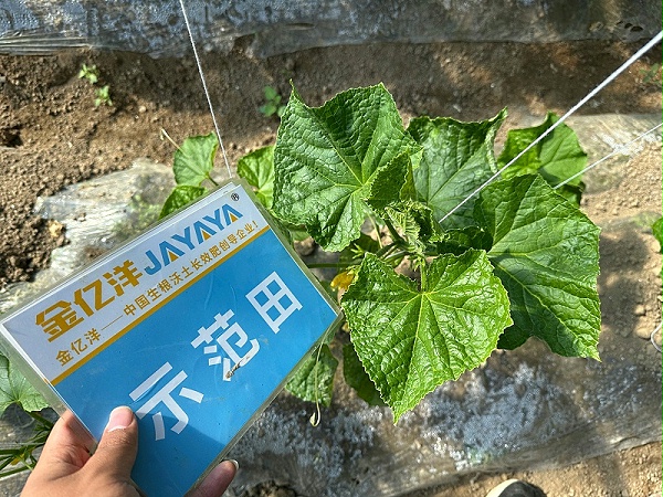 黄瓜施肥的正确方法-黄瓜用金亿洋微生物菌剂效果