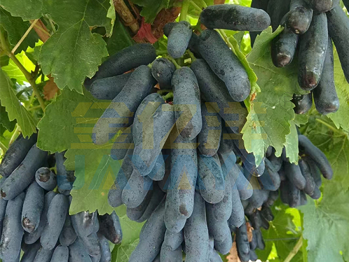 葡萄施什么肥料好？
