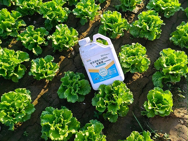 2025.7.29【生菜-生根剂颗粒】人物马老板，地点：河南新乡，作物：生菜，产品：使用金亿洋系列产品，效果 换苗快，无死棵树，长势均匀，叶片厚有光泽，抗病好虫害少。 (6)_副本