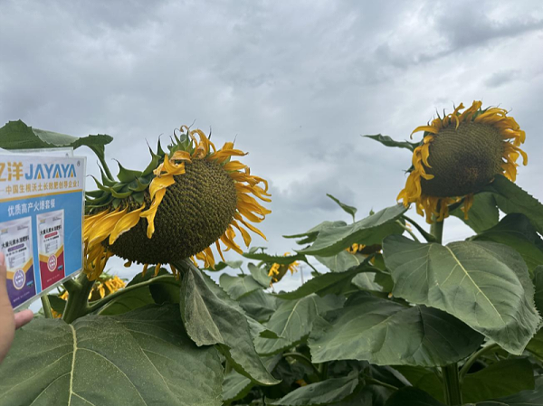 葵花种植-葵花用金亿洋水溶肥效果1