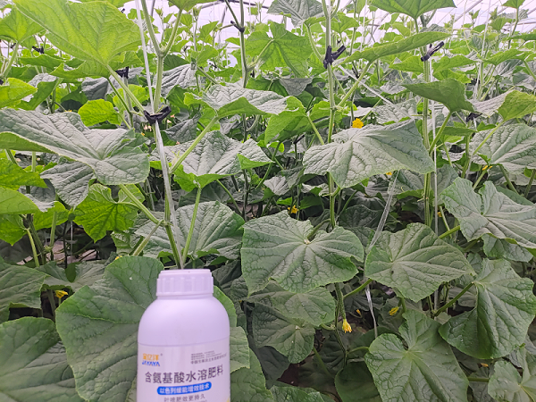 黄瓜施肥-黄瓜用金亿洋水溶肥效果1