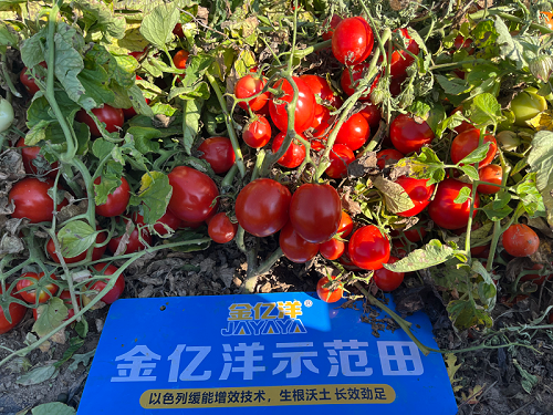 番茄种植掌握好施肥方法，产量高，品质好