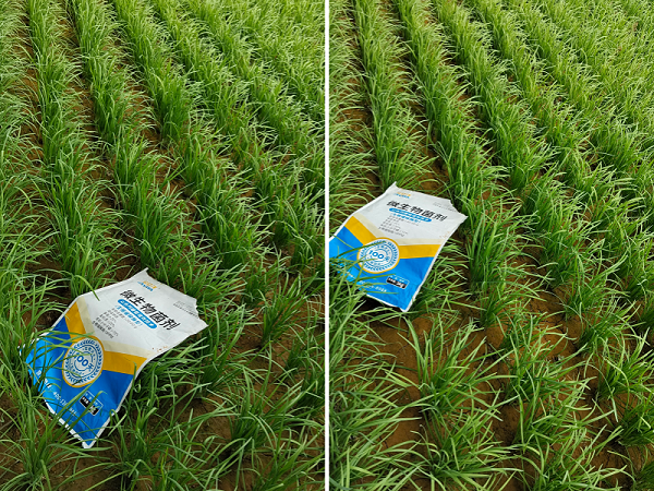 微生物菌剂-韭菜用金亿洋微生物菌剂效果