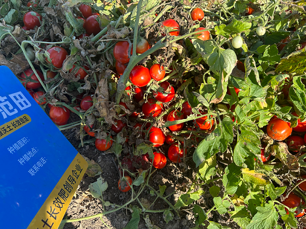 番茄种植-番茄用金亿洋水溶肥效果1