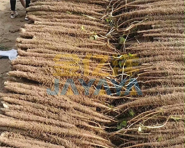 生根沃土肥-用金亿洋水溶肥的山药