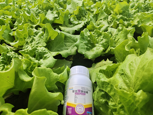 生菜种植-生菜用金亿洋水溶肥效果