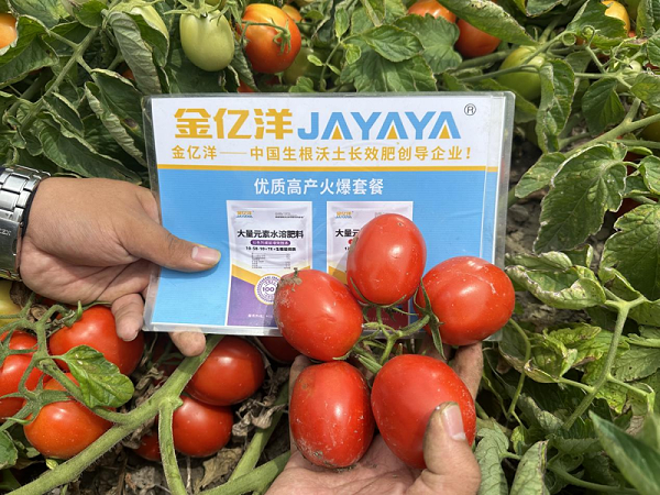 酱用番茄种植技术-酱用番茄用金亿洋水溶肥效果