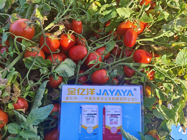 酱用番茄种植技术-酱用番茄用金亿洋水溶肥效果1