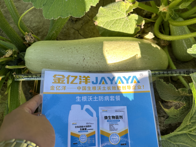 葫芦瓜种植-葫芦瓜用金亿洋水溶肥效果1