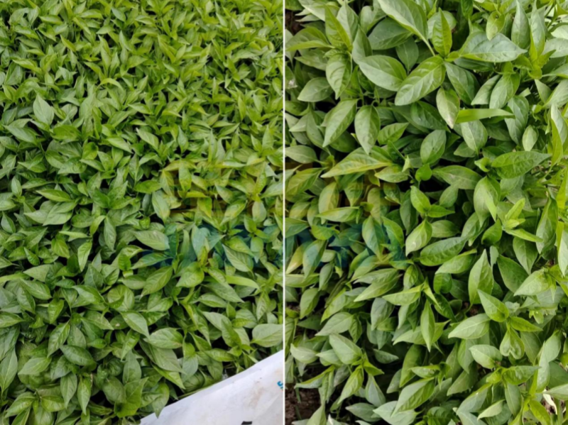 辣椒育苗期管理技术要点？