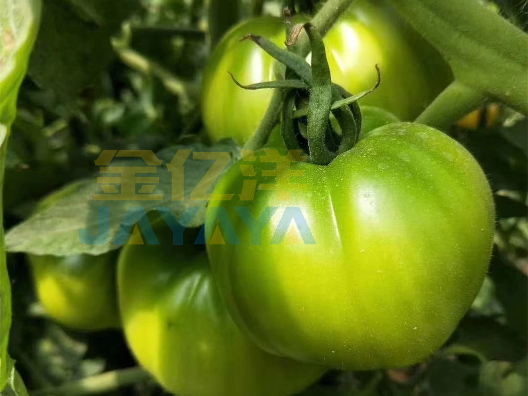 西红柿施肥，这几点一定要注意