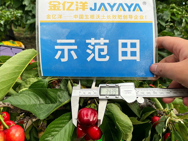 樱桃种植-金亿洋大黄袋效果