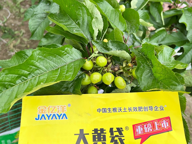 樱桃种植-金亿洋大黄袋效果 (2)