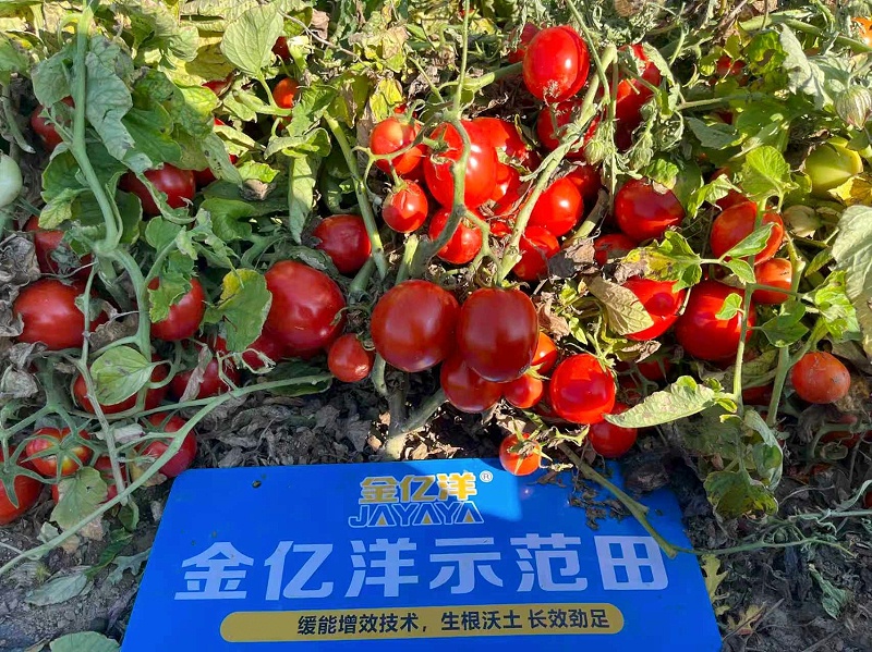 2885ce7bb70cec8b93fcd2450ca8aaea_副本