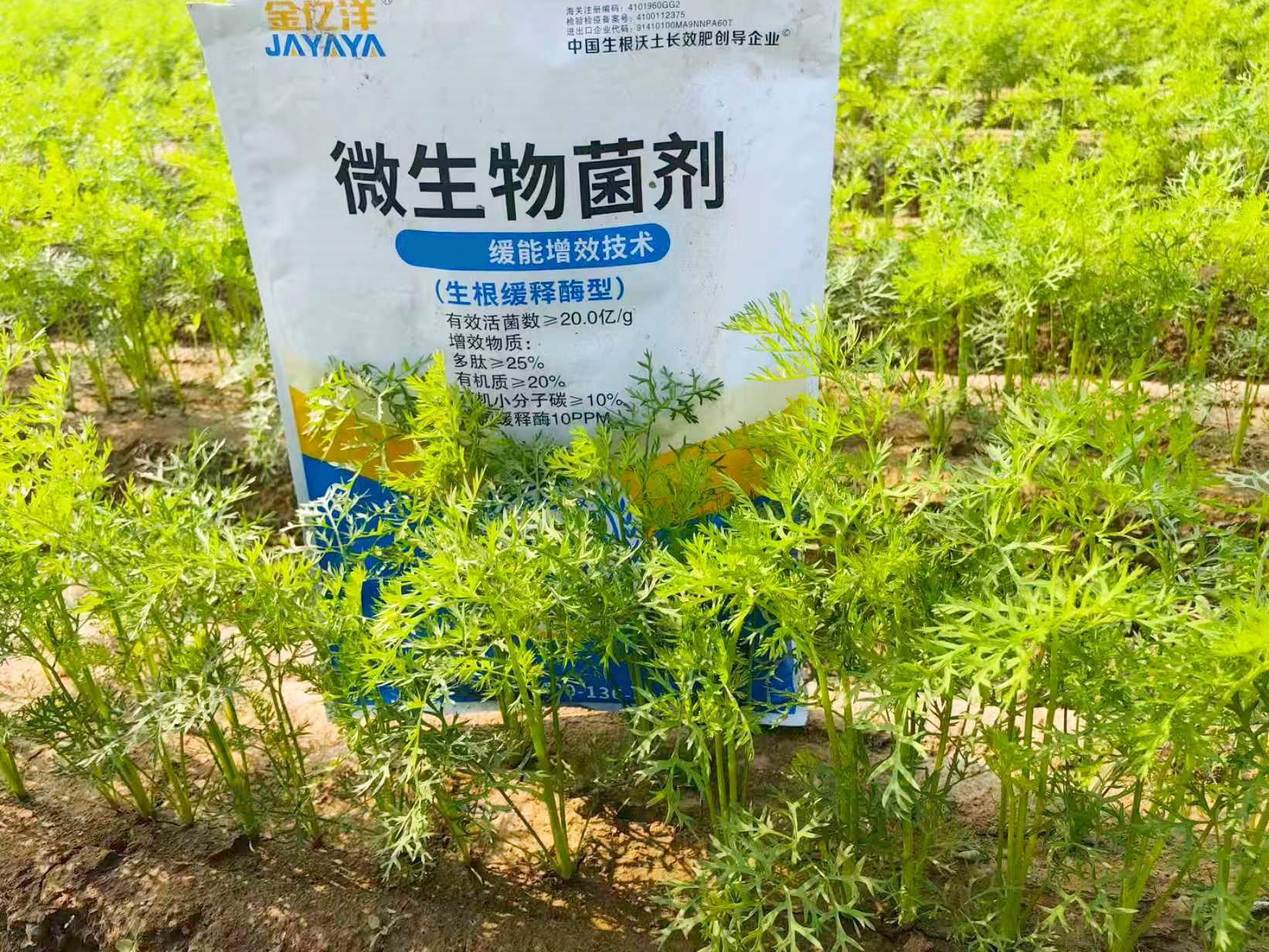 胡萝卜种植：科学施肥方法