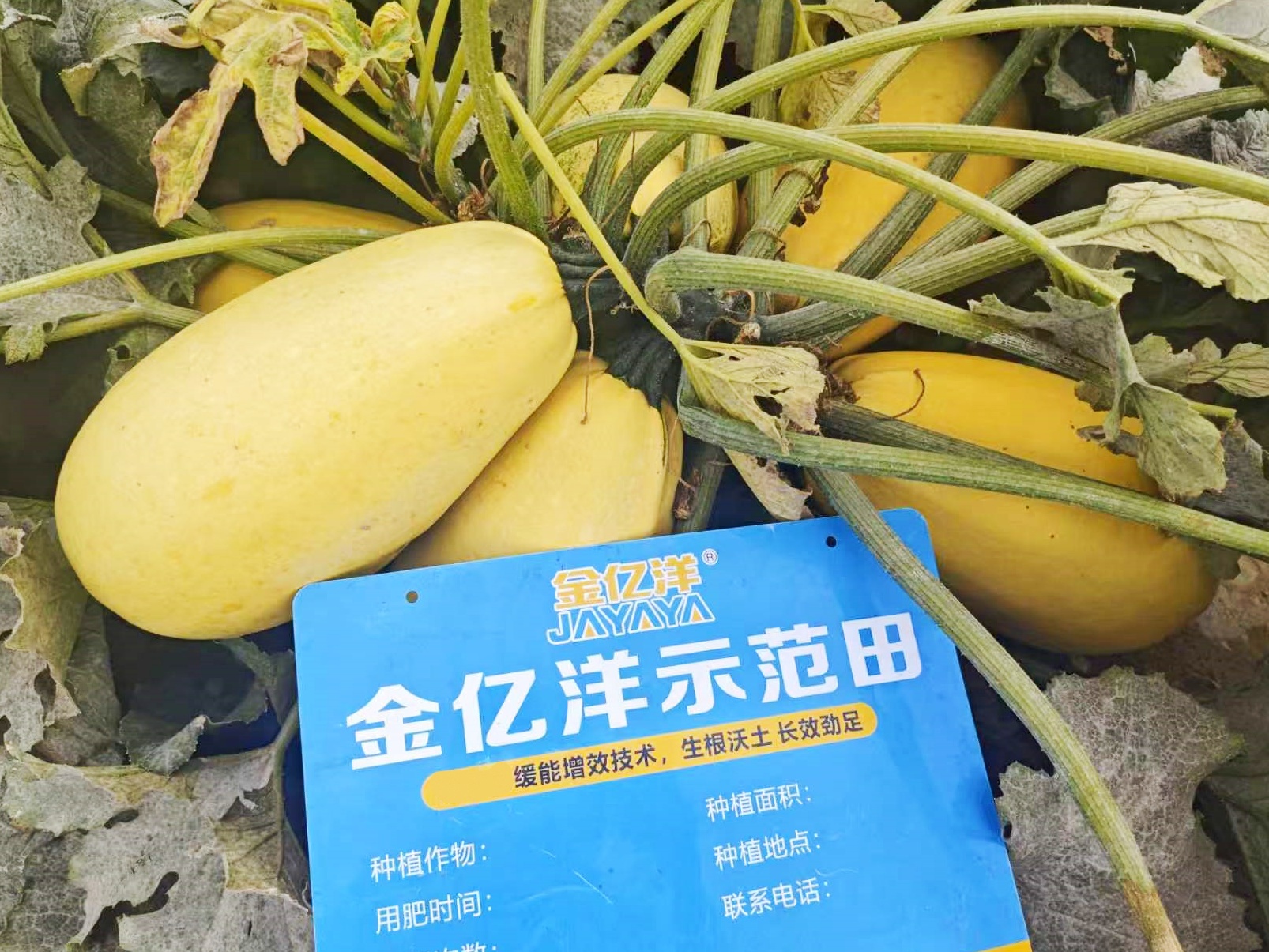 籽用葫芦瓜施肥，看这篇文章就够了