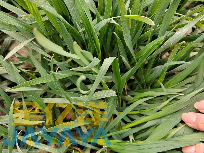 小麦种植-用金亿洋缓释氮肥效果