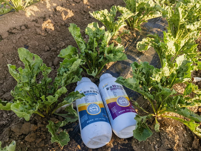 甜菜种植——甜菜用金亿洋水溶肥效果1