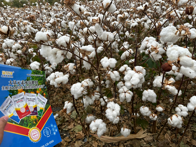棉花落蕾的原因和解决方法：从科学施肥到精细管理