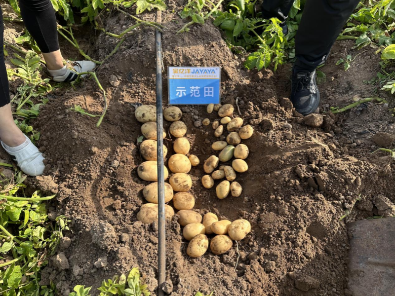 土豆种植—土豆用金亿洋水溶肥效果