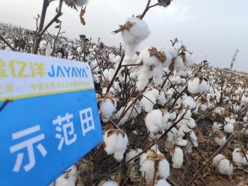 棉花落蕾的原因和解决方法-棉花用金亿洋水溶肥效果2