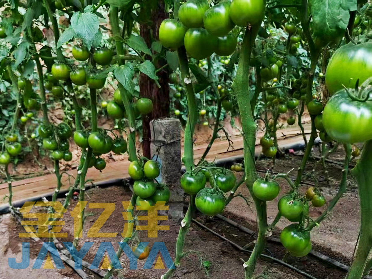 西红柿种植怎么选择水溶肥？