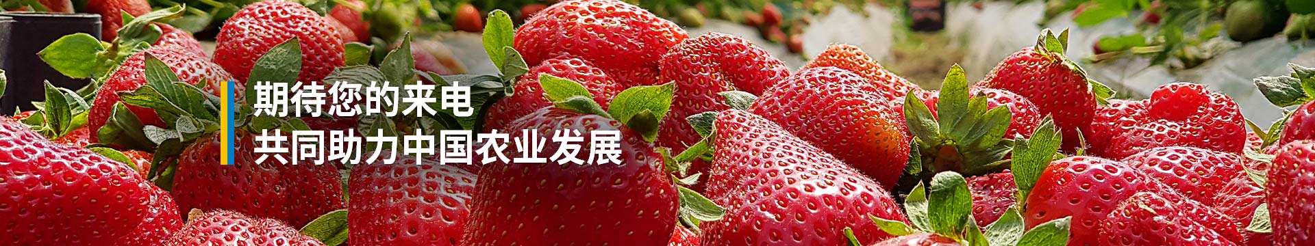 金亿洋，期待您的来电