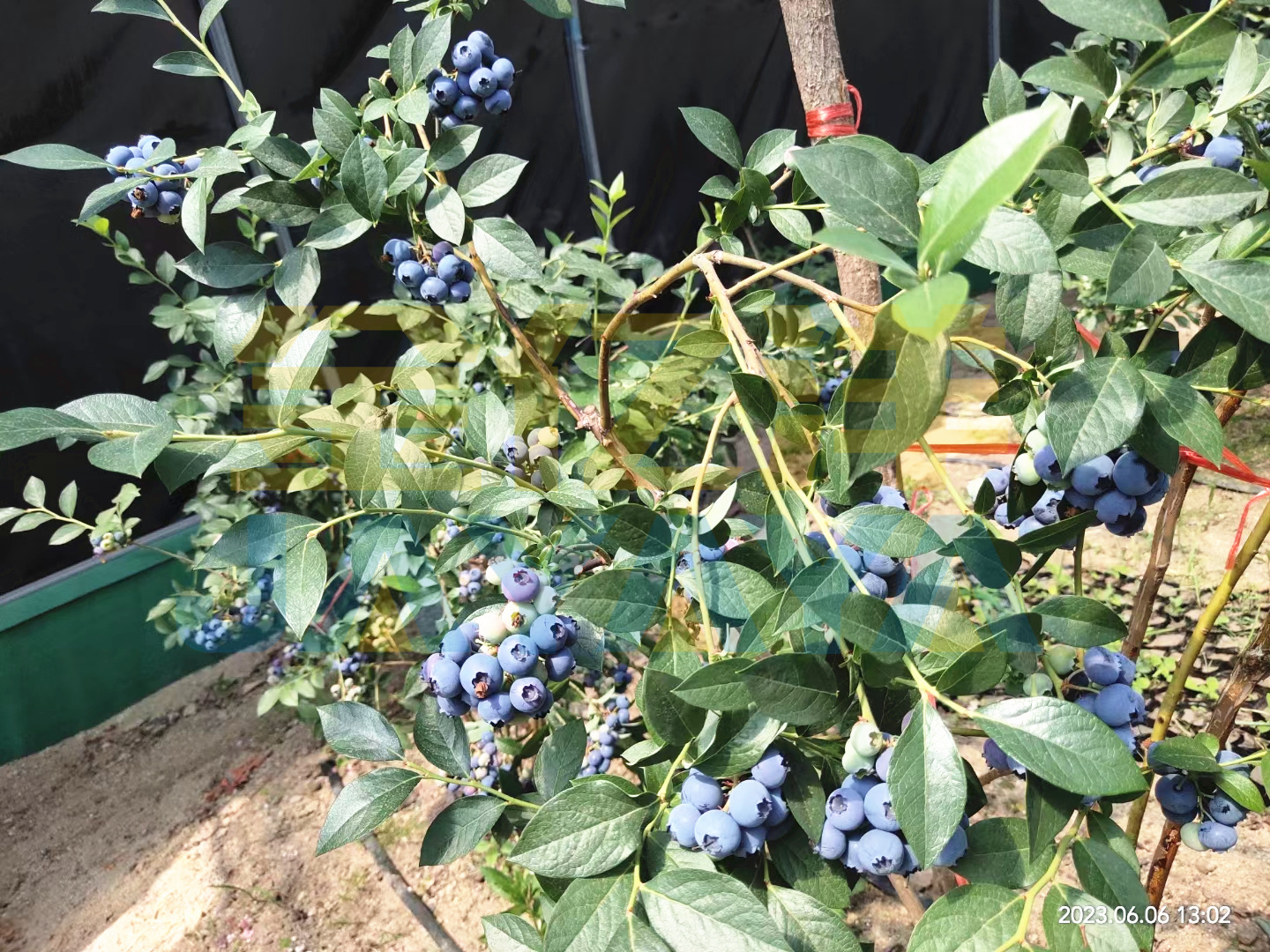 水溶肥选择记住这几点，永远不会错