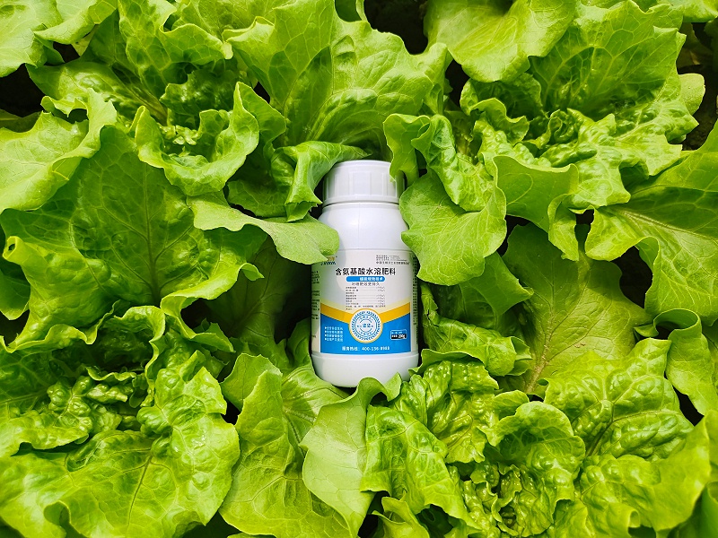 氨基酸叶面肥-生菜用金亿洋效果