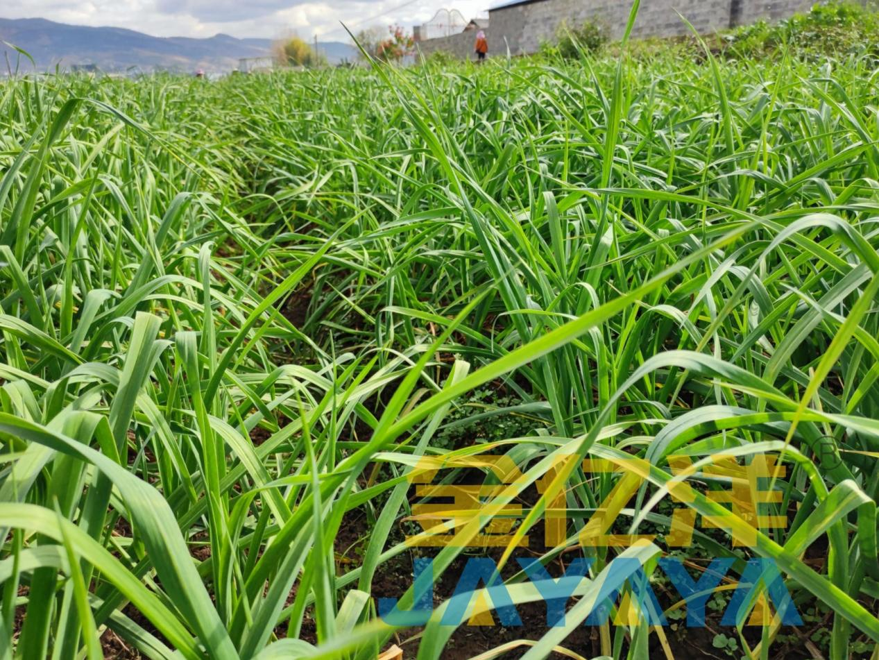 大蒜种植遇疫霉根腐病？这样防治稳保收成