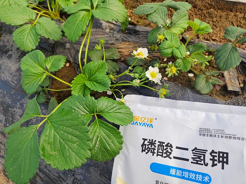 磷酸二氢钾-草莓用金亿洋效果