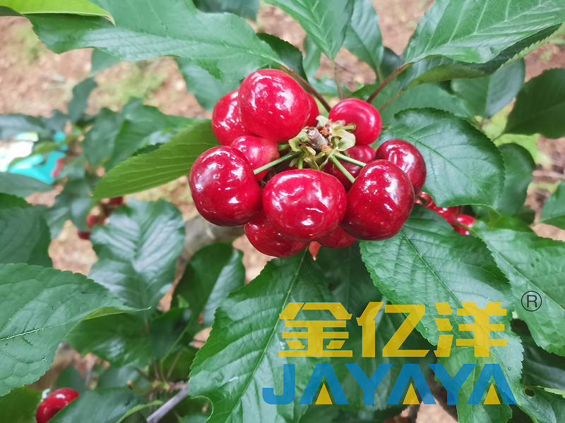 樱桃树施肥-用金亿洋生根剂效果