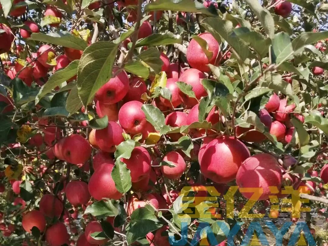 <i style='color:red'>金亿洋大黄袋微生物菌剂</i>：破解苹果四大病害难题