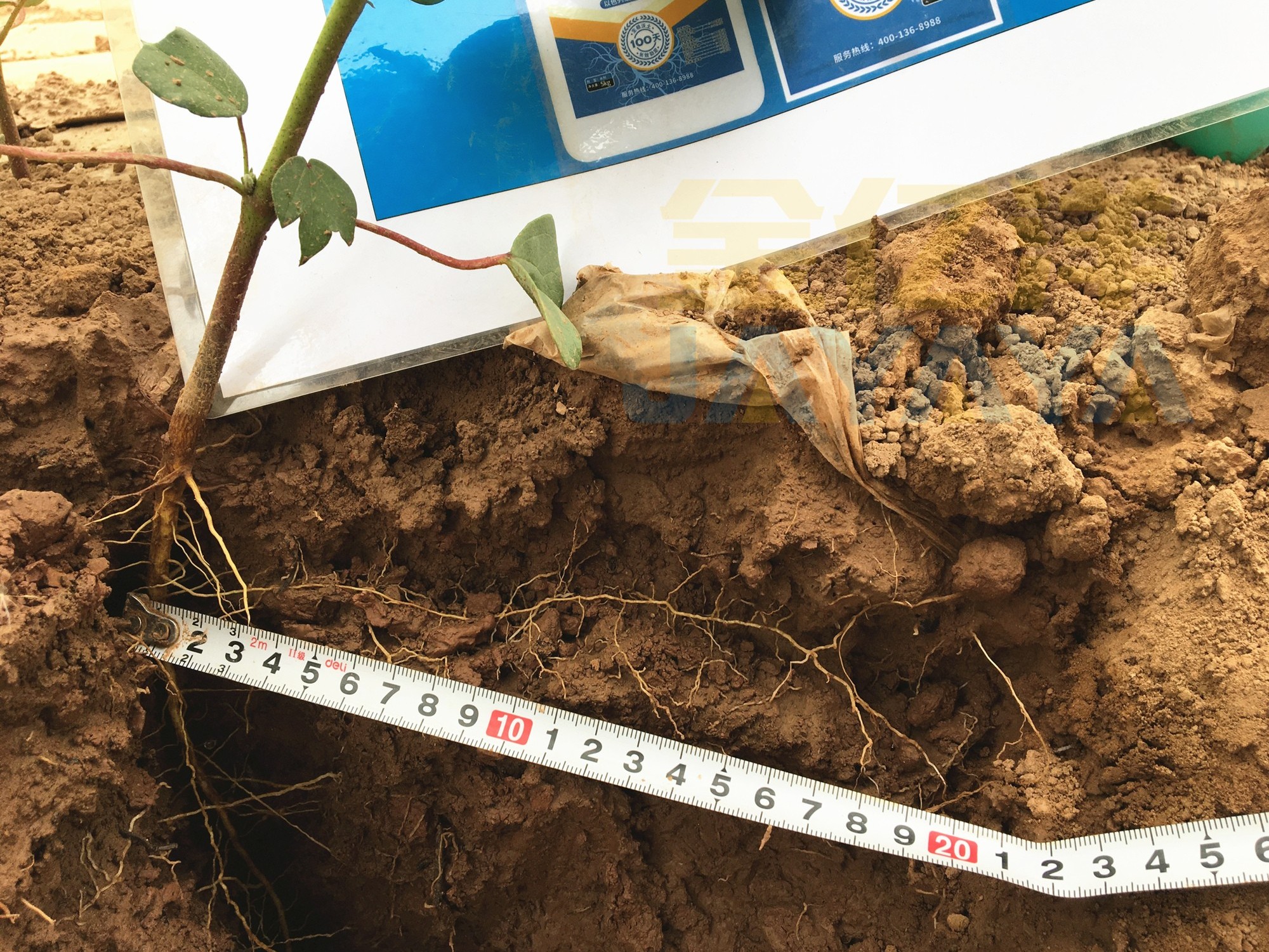 棉花种植遇盐碱怎么办？金亿洋水溶肥帮你忙