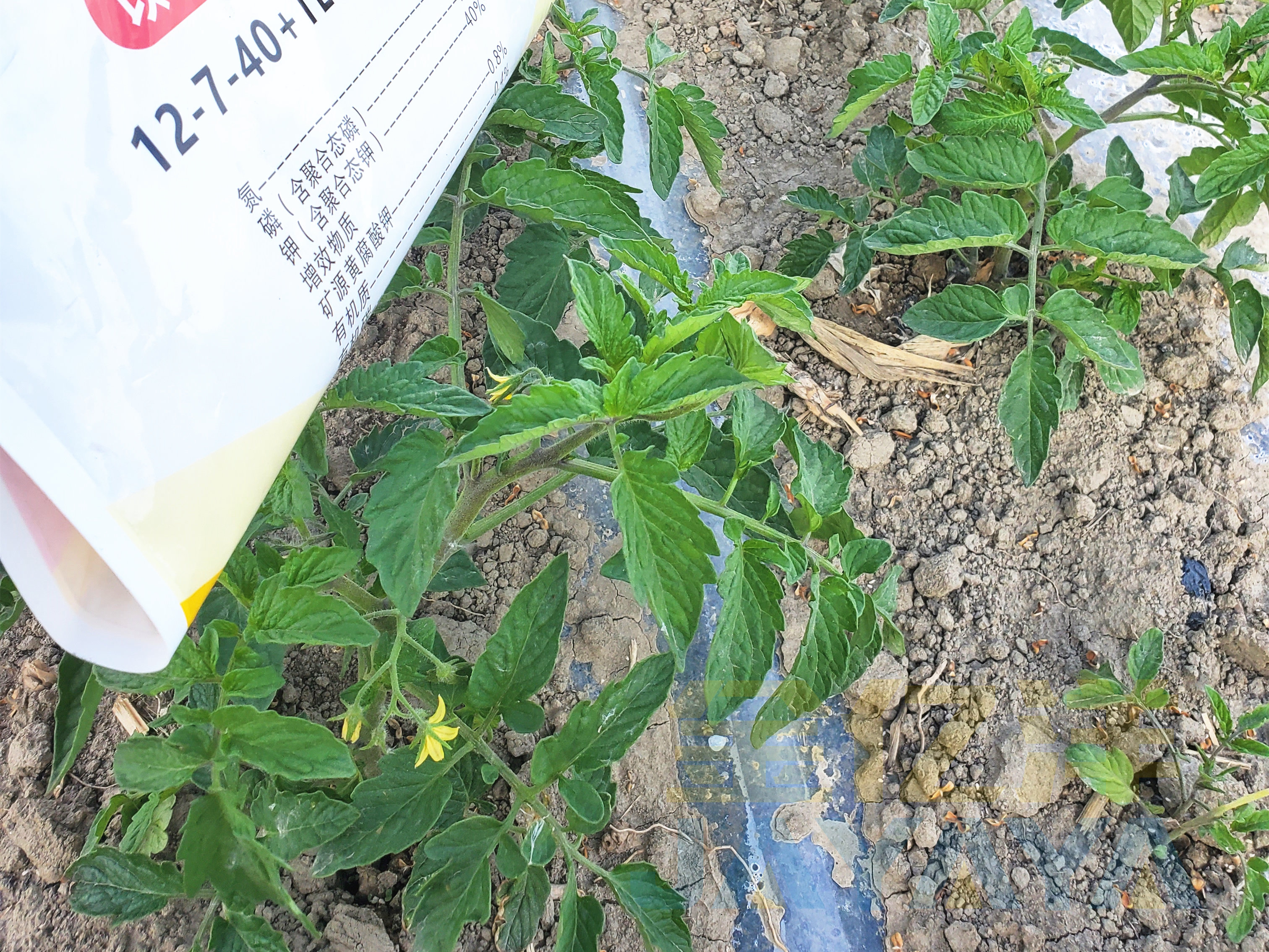 水溶肥选择记住这4招，轻松选对好产品