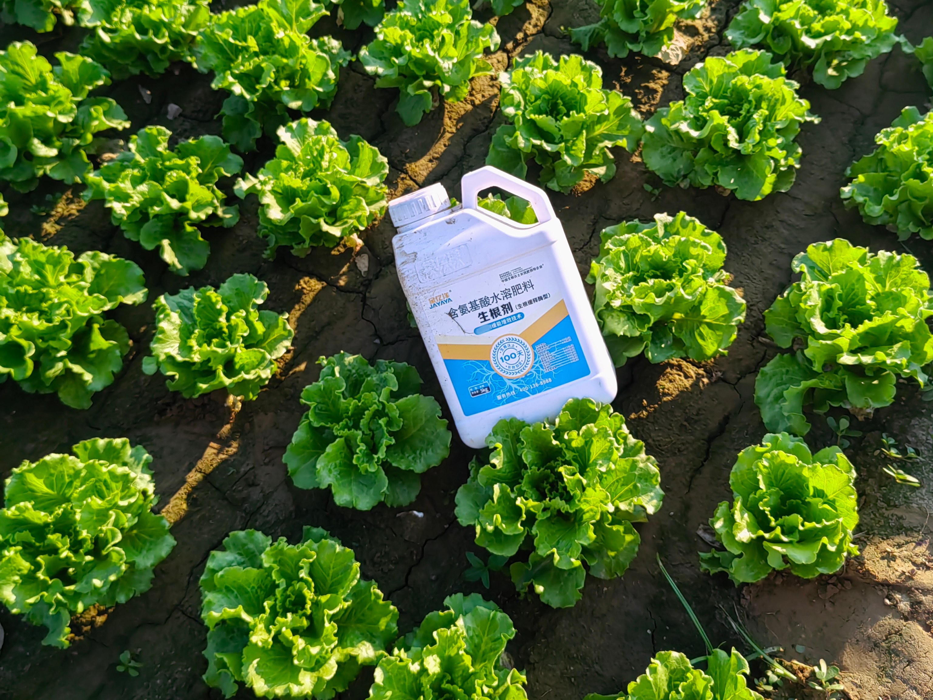 蔬菜施肥这样做才能高产