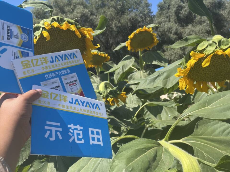 葵花种植-葵花用金亿洋水溶肥效果